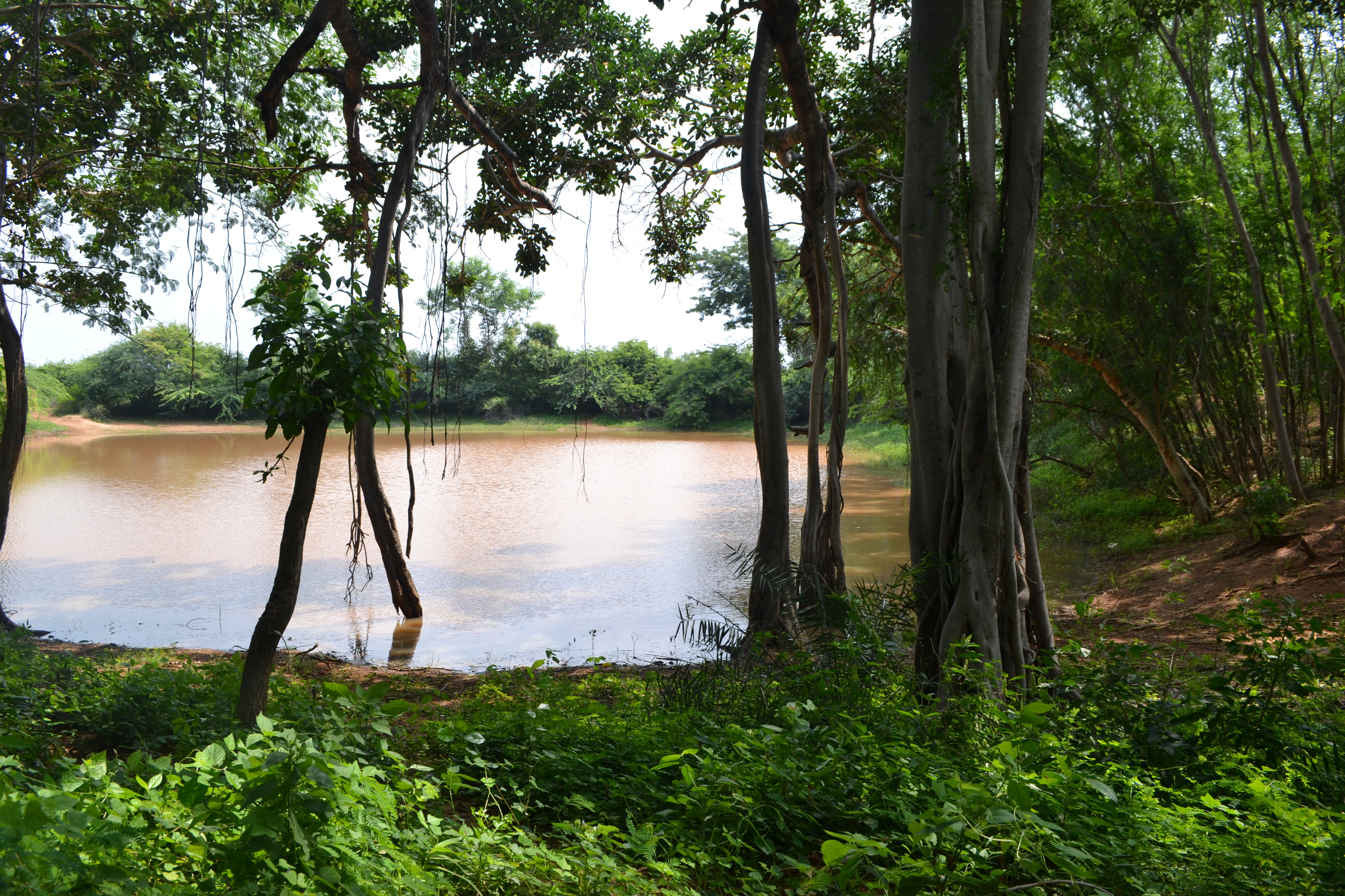 Pond in Ammankorai Community Forest