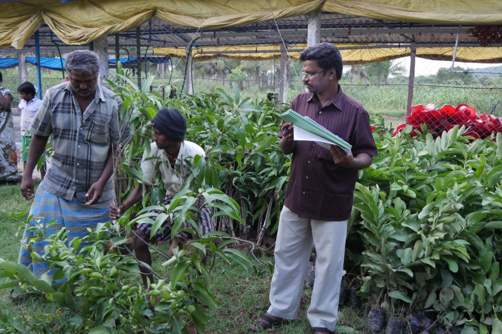 Rajkumar, en av de som jobbar på CIRHEP, håller full koll på de 3500 plantorna som ska delas ut.